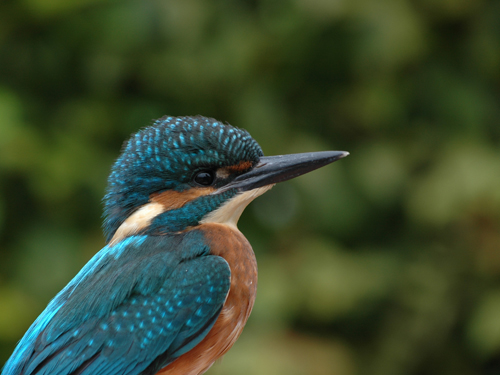 ijsvogel_franeker